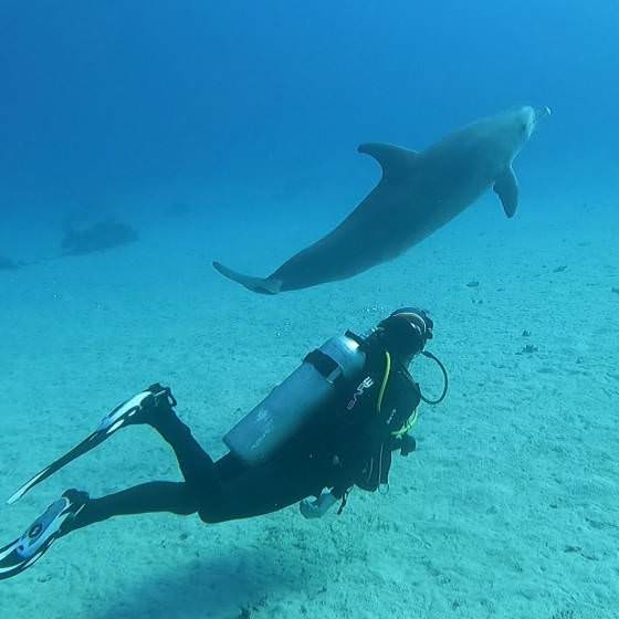 Marsa Alam diving with dolphin
