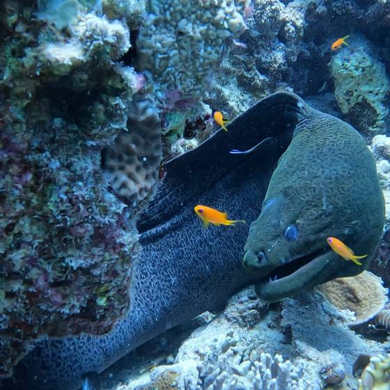 morský život muréna moray eel muréna