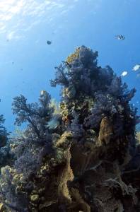 soft koraly na Carless reef Hurghada