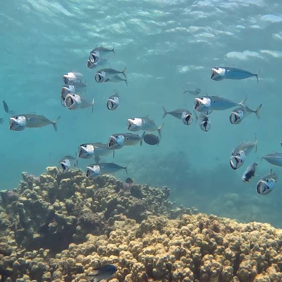 makrely v plytkých vodách Marsa Alam Marsa Alam school of mackerels