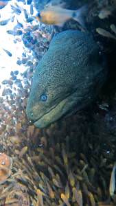 muréna moray eel na fanadir reef