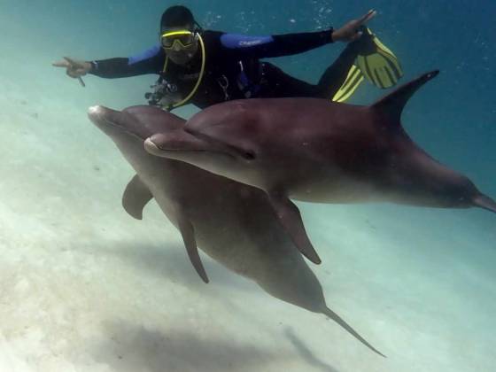 potápanie s delfínmi Ahmed Grand Divers
