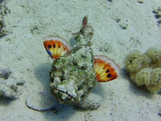 scorpion fish