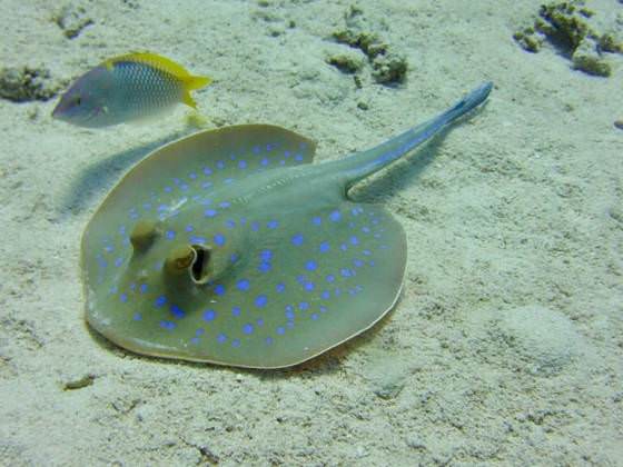 blue spot sting ray