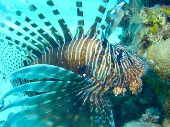 lion fish perutín