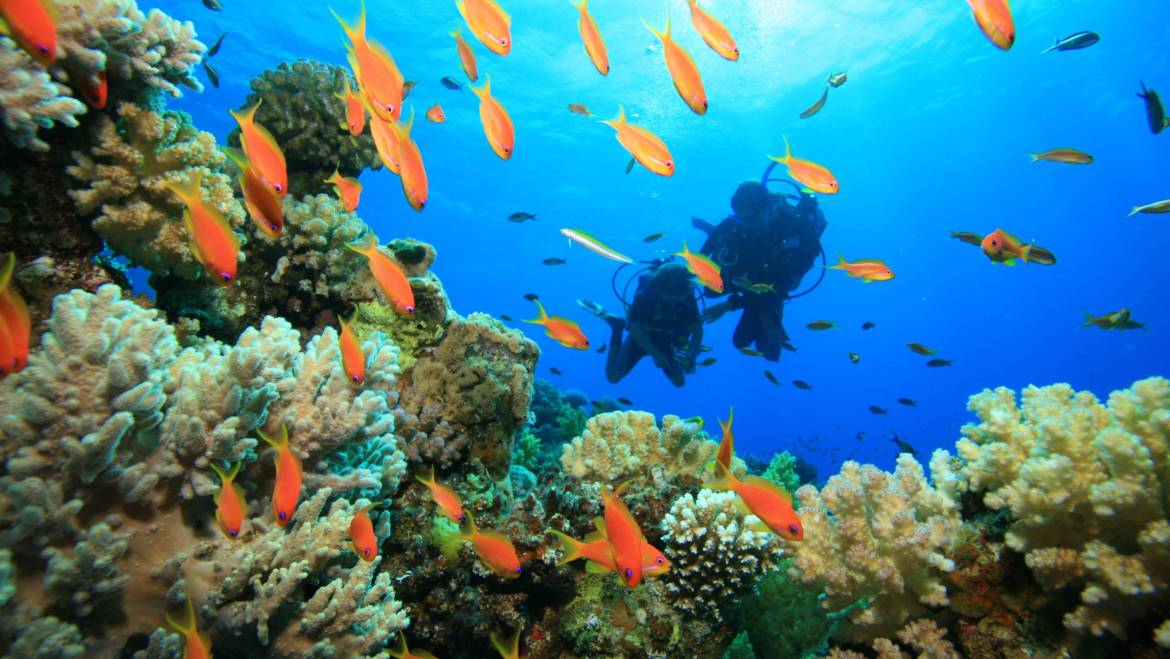 Discover Scuba Diver (intro dive)