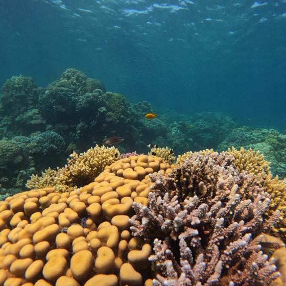 koralová záhrada Hurghada