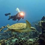 Grand Divers Turtle korytnačka a potápač na reefe