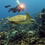 Grand Divers Turtle korytnačka a potápač na reefe