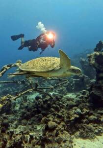 korytnačka a potápač na reefe