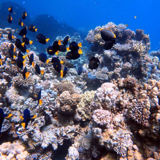 grand divers hard corals fishes