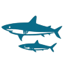 sq shark